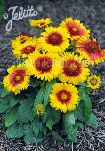 Gaillardia aristata Mesa Bright Bicolor